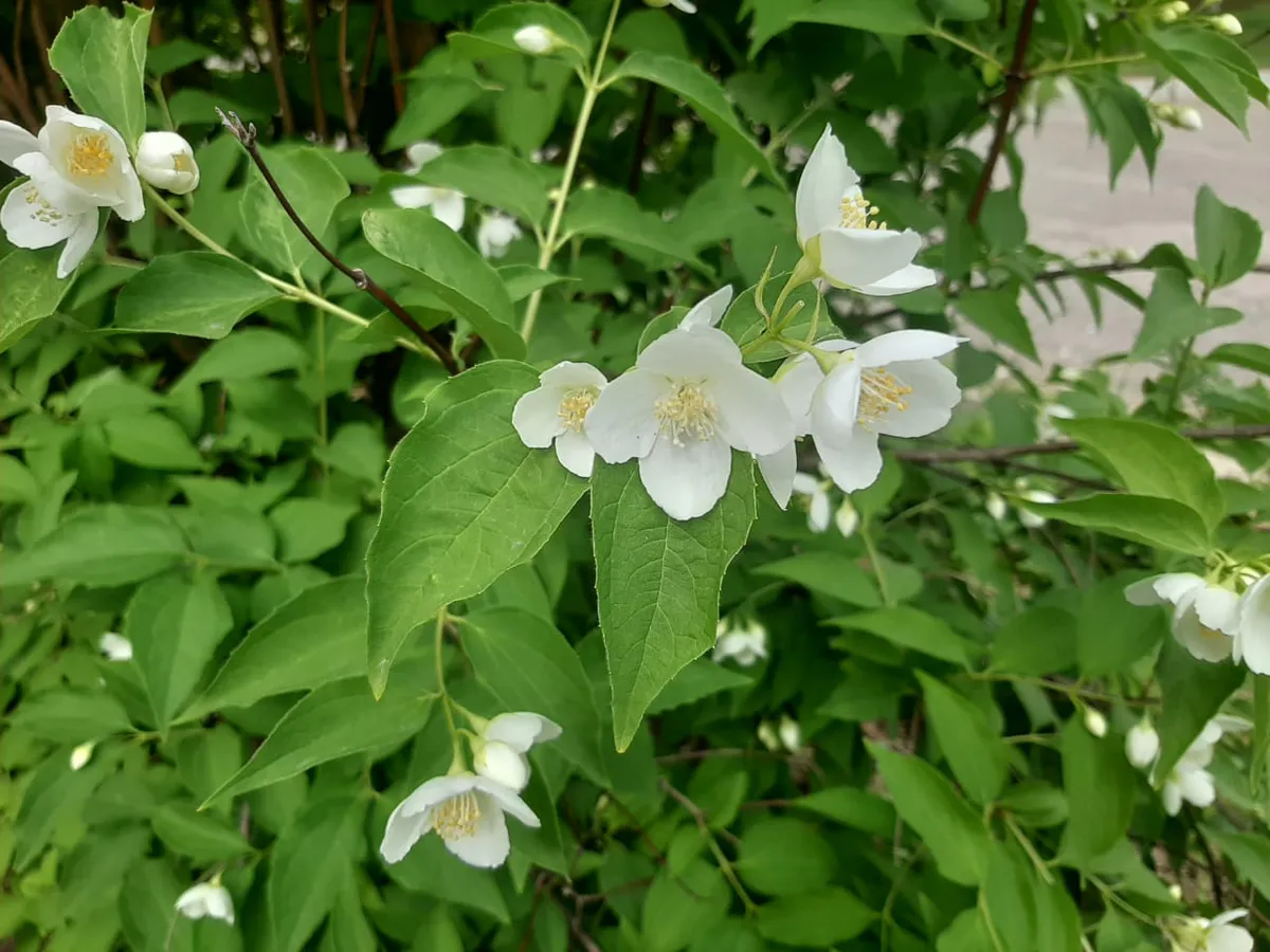 На сегодняшний день боронование зяби составило 1,9 тыс. га.