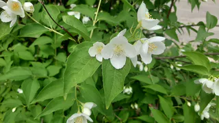 На сегодняшний день боронование зяби составило 1,9 тыс. га.