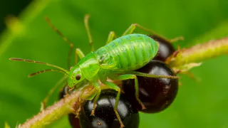 Брызгаем на смородину — все лето от тли бед не знаем: вырастает гора крупных и сладких ягод