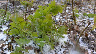 Уходим в минус: с понедельника в Рязань придут заморозки