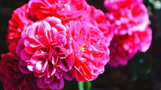 Как правильно подкормить пионы и розы для обильного цветения