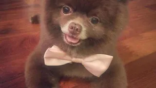 Instagram рязанцев: щенячья радость, почти спелая вишня, сладкий завтрак