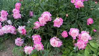 Этот великолепный многолетник покажется в 100 раз красивее остальных цветов: пышные лиловые облака будут радовать почти до зимы