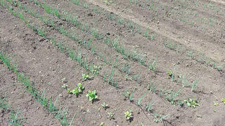 «Пшикаю» на садовые дорожки — и  уничтодаю все сорняки: за одни сутки засыхают даже пырей и одуванчик