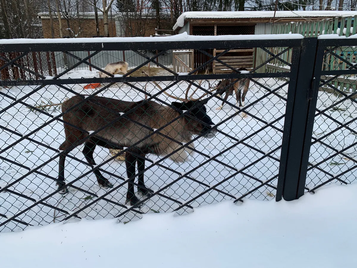 На сайте Геопортала Челябинской области можно посмотреть границы охотничьих угодий
