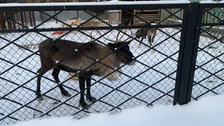На сайте Геопортала Челябинской области можно посмотреть границы охотничьих угодий