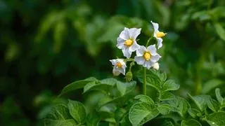 Правильно растим "второй хлеб"