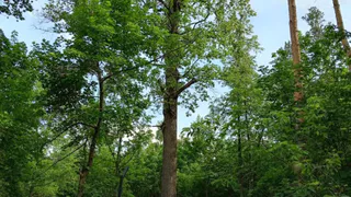 В Чувашии займутся оздоровлением старейшего дуба республики