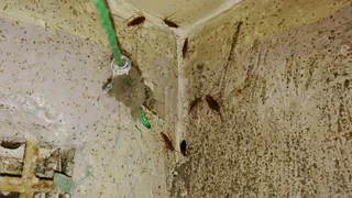 Красота-то какая! Лепота! Подъезд и подвал жилого дома кишат тараканами