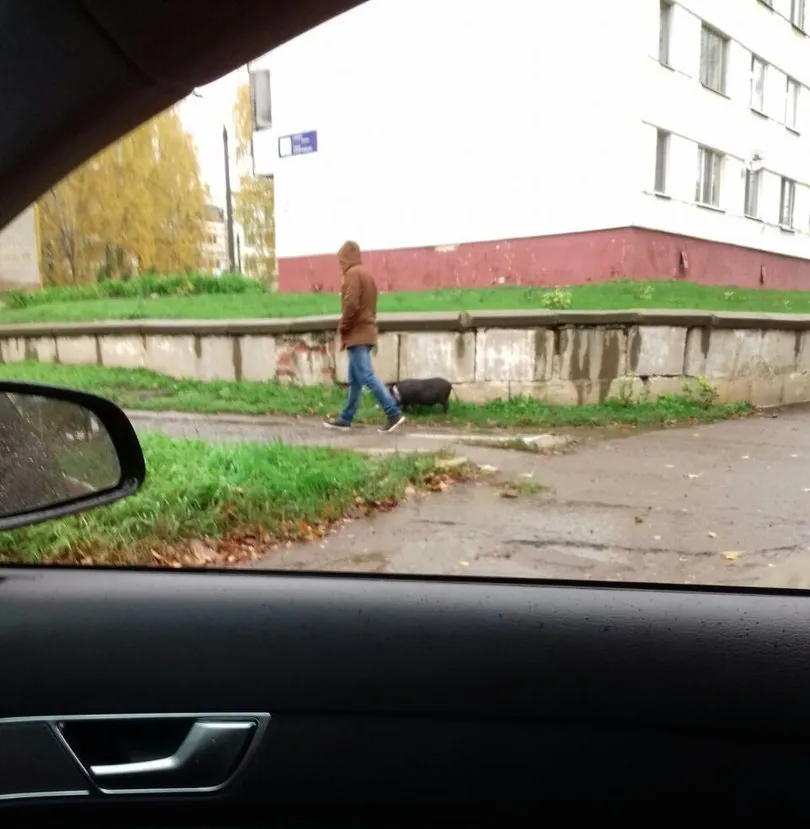 Свинство по-нижнекамски: парень завел дома… свинью!