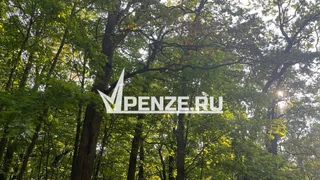 От нападения клещей в 2025 году пострадали 287 юных пензенцев