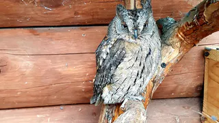 Четвероногие друзья уже давно ищут дом и любящих хозяев: "ПРО Город" запускает еженедельную рубрику "Дай лапку"