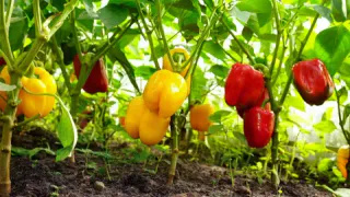 Самая полезная подкормка перца в конце августа - поможет ему быстрее вызреть и долго плодоносить