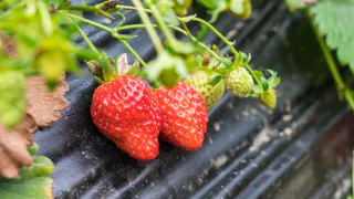 Осенний уход за клубникой: простая обработка для богатого урожая в новом сезоне