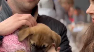 Во Владимире завершился дебютный антифестиваль бездомных собак