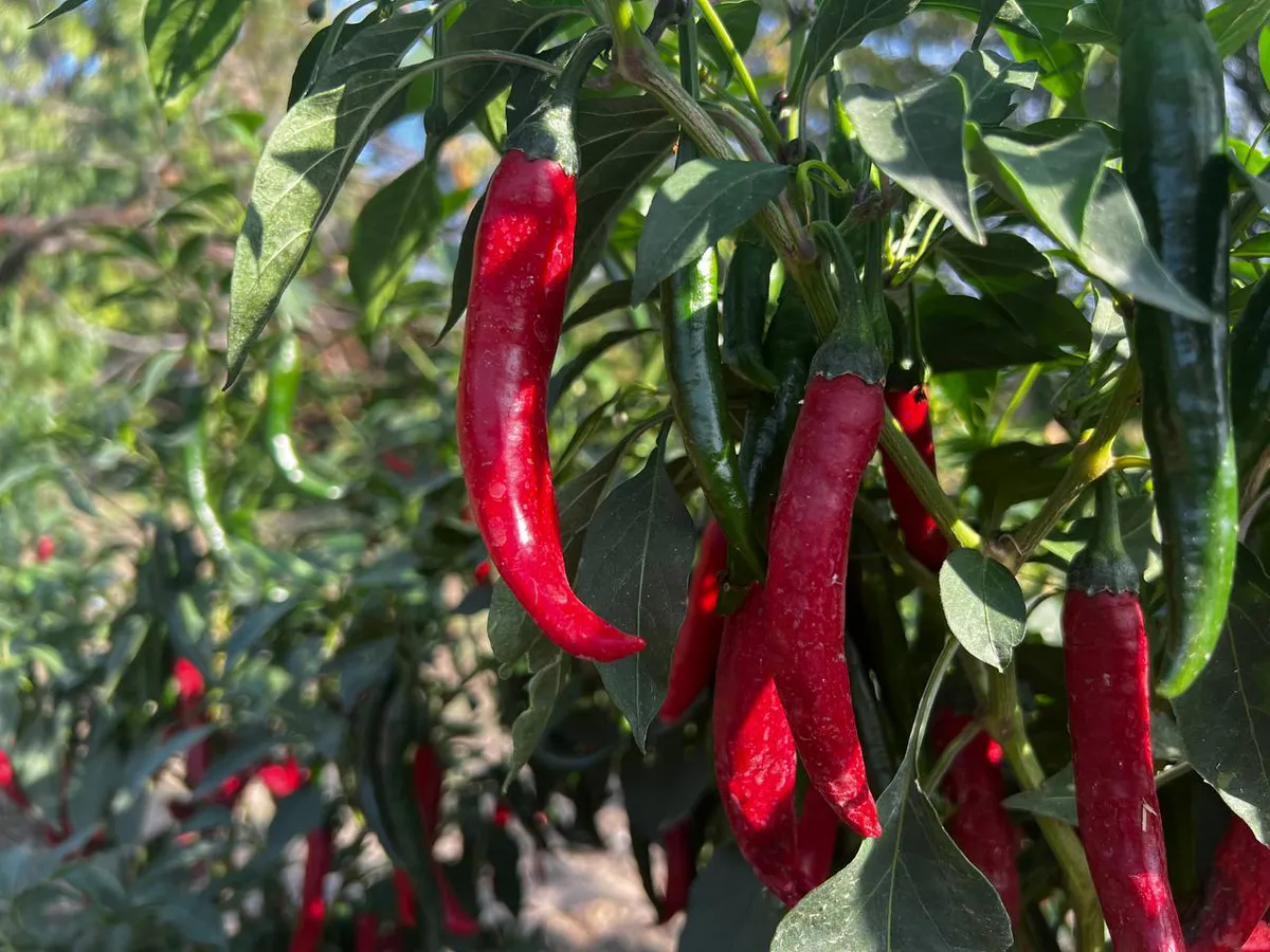 9 спорных продуктов, которые на самом деле полезны для организма и вот почему