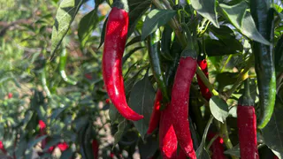 9 спорных продуктов, которые на самом деле полезны для организма и вот почему