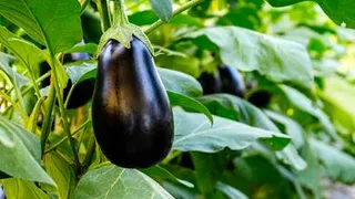 Названы пять частых ошибок при поливе баклажанов