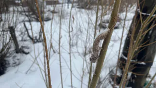 Клещи активизировались в Коми: число обращений за медпомощью растет