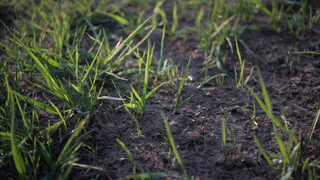 Накрыли и присыпали — и о сорняках позабыли на все лето: самый простой и способ борьбы с вьюнком и пыреем без химии