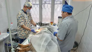 В Чувашии спасли еще одного верного четвероногого помощника