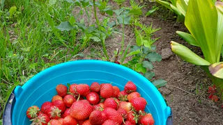 Подкармливаю клубнику при наливе ягод теперь только так — ягоды собираю тазами, они крупные и сладкие