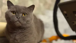  Какие человеческие продукты можно дать кошке, как вкусняшку — ветеринар поставил точку в вопросе