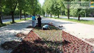 В Коврове высадят 150 деревьев и 63 тысячи цветов этой весной