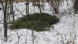 Не все елки получилось продать: нереализованный товар выбросили на обочину