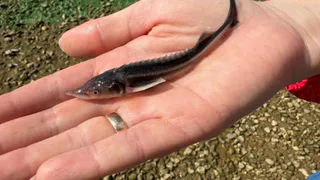 В Чувашии в Волгу выпустили более 28 тысяч мальков краснокнижной стерляди