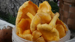 Можно ли есть червивые грибы - специалист объясняет: запомните раз и навсегда