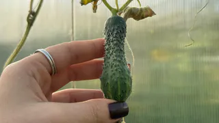 Два сорта огурцов, которые вытянули весь урожай 2025 — обязательно посажу их в следующем сезоне