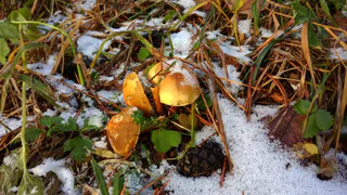 В Чувашии ожидаются ночные заморозки и туманы