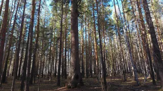 Лиственница, растущая под Магнитогорском, может стать главным деревом Российской Федерации