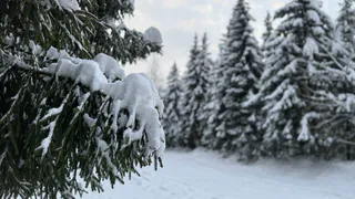 В Рязанской области после зимней спячки начали просыпаться змеи