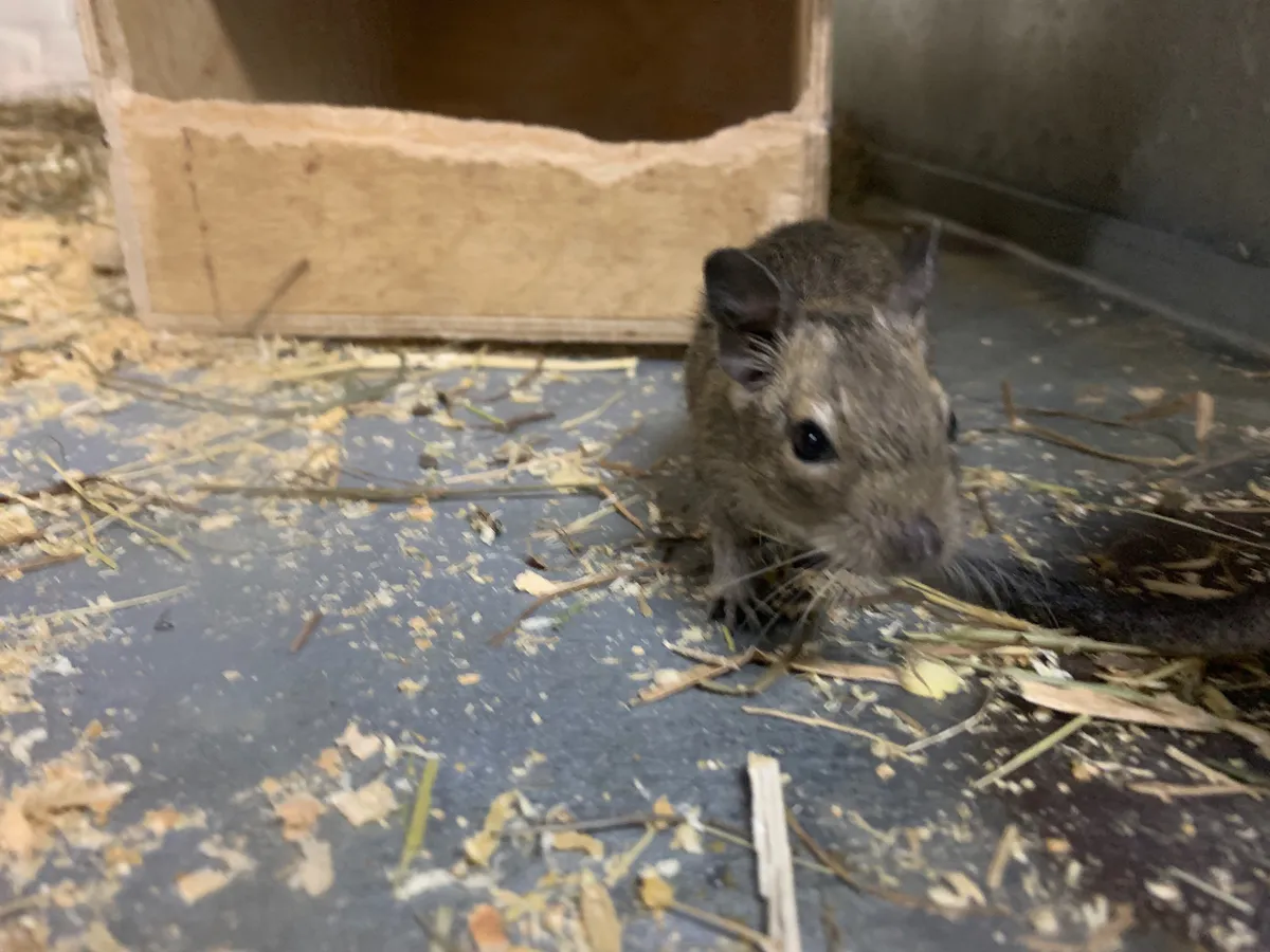 Обсыпаю периметр дома — и дача зимует без мышей: не мусор, а настоящий щит от грызунов — работает до самой весны