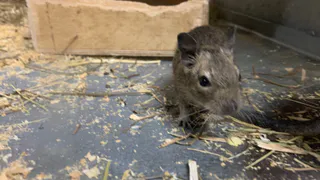Обсыпаю периметр дома — и дача зимует без мышей: не мусор, а настоящий щит от грызунов — работает до самой весны
