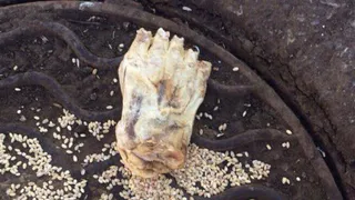 Фрагмент конечности, найденной в Нижнекамске, не принадлежит человеку