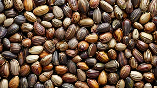 Названа главная причина почаще есть подсолнечные семечки