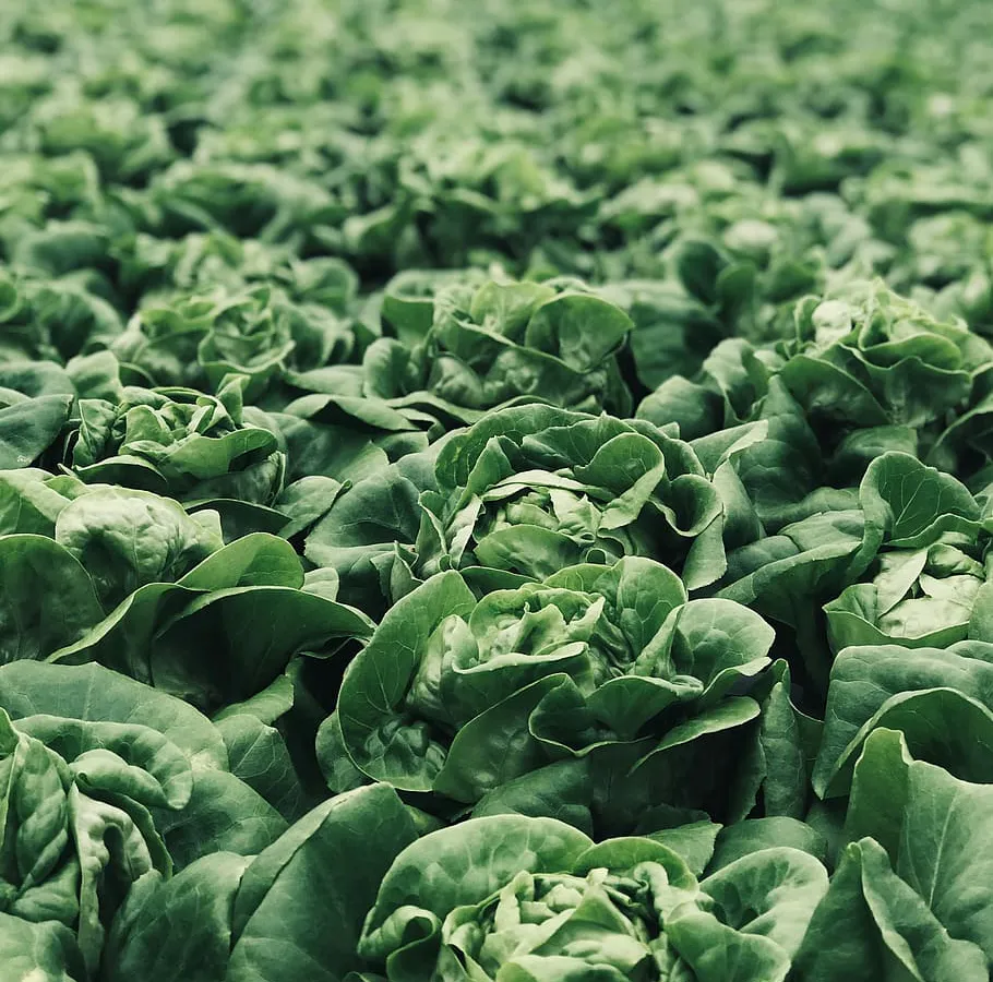 Рассада капусты: когда сажать в открытый грунт, как поливать и чем покормить