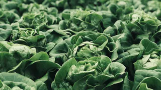 Рассада капусты: когда сажать в открытый грунт, как поливать и чем покормить