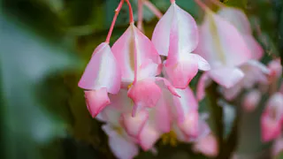 Если декабрист отказывается цвести — киньте одну горсть в кипяток и розовые бутоны полезут «взахлеб»