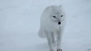 В одном из городов Коми ввели режим повышенной готовности