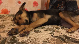 Дай лапку: Кузя, Джорджина и Лиза в поисках хозяев