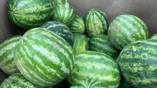 Не по усикам и даже не по попке: самый сладкий арбуз определяют именно этим непопулярным способом