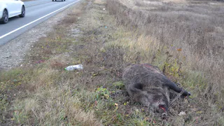 Выскочил из-за бугра: в Пронском районе грузовик сбил кабана