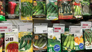 9 сортов огурцов, которые плодоносят до сильных заморозков. Дачники уже сейчас скупают семена пачками