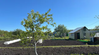 Самая вредная ягода: а мы едим ее как деликатес, еще и детей заставляем