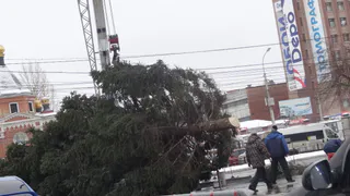 В Рязань привезли живую новогоднюю елку