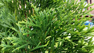 Правила стрижки туи: как сохранить здоровье и красоту растения